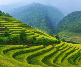 Sapa tours - Sapa terraced fields - Vietnamtravelblog