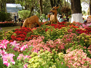 Dalat flowers - Vietnamtravelblog - Vietnamvisa