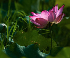 lotus blossoms - Vietnamtravelblog