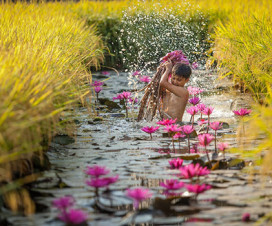 Water lily flowers in Mekong Delta - Mekong delta tours
