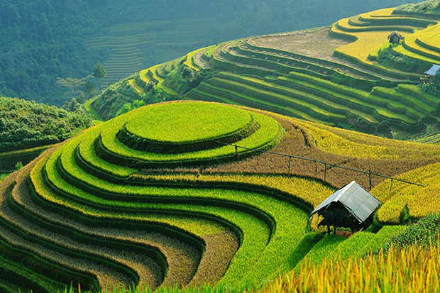 Sapa Terraced fields - Vietnam visa travel blog