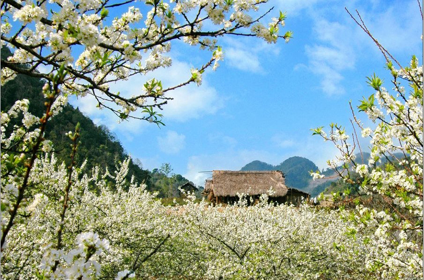 Moc Chau - Son La in spring