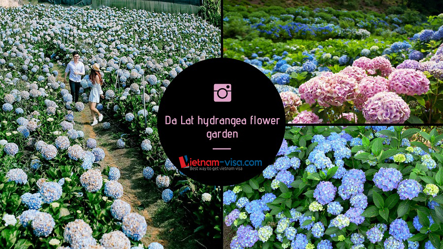 Da Lat hydrangea flower garden - best places for Spanish to Vietnam - Visa Vietnam